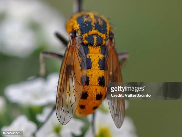 bee fly (toxophora fasciculata) - fasciculata stock pictures, royalty-free photos & images