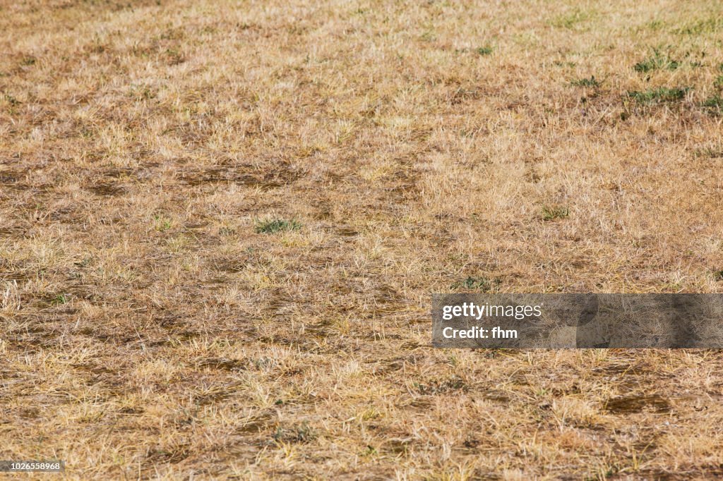 Dry meadow