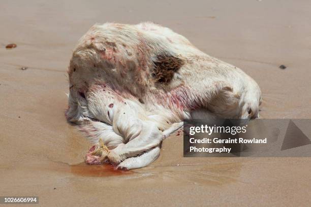 sheep carcass, senegal - dakar stock pictures, royalty-free photos & images