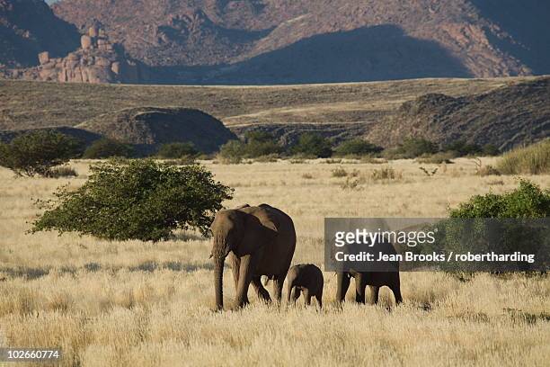 desert elephant (loxodonta africana) family, aba-huab river valley, damaraland, namibia, africa - animal family stock-fotos und bilder