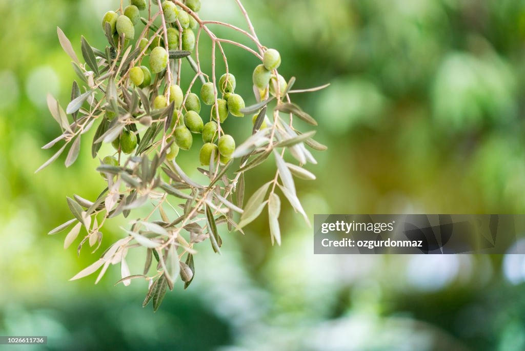 Olive tree branch