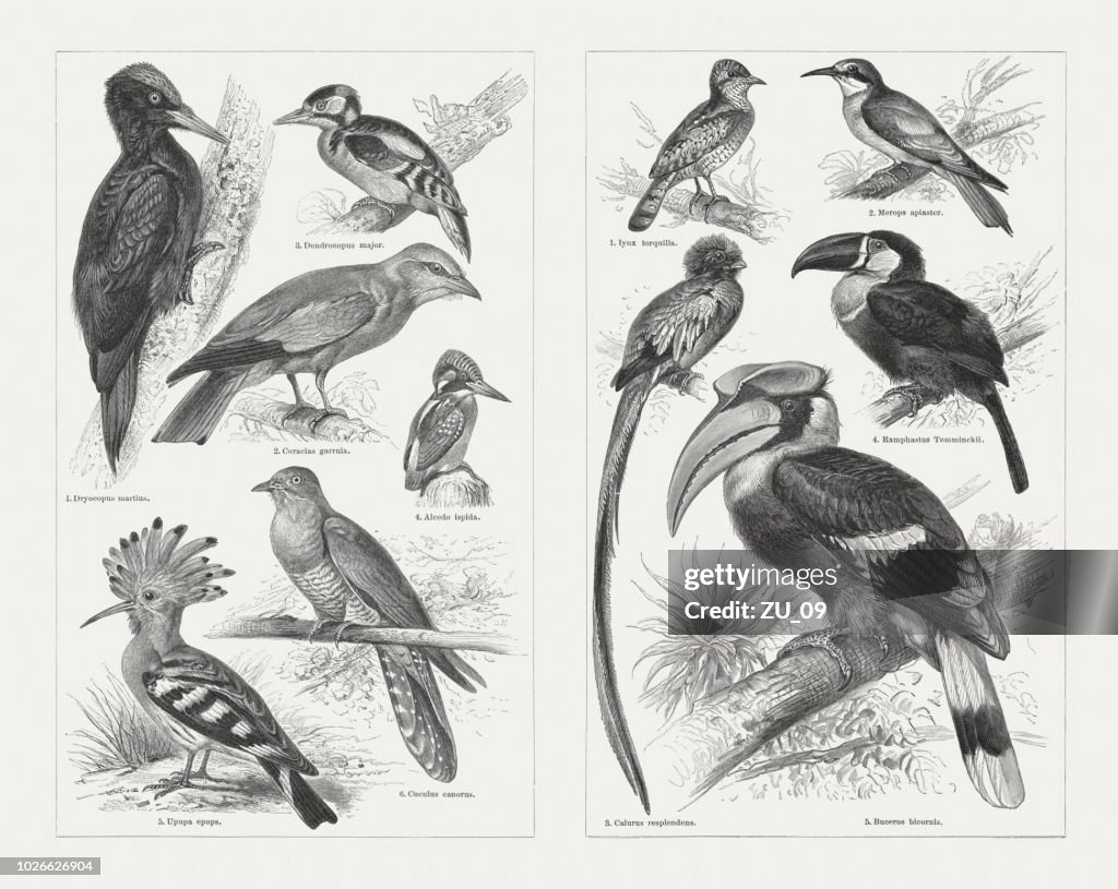 Climbing birds, wood engravings, published in 1897