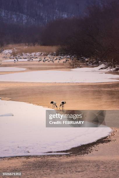 group of red crowned cranes in river. - japanese crane stock pictures, royalty-free photos & images