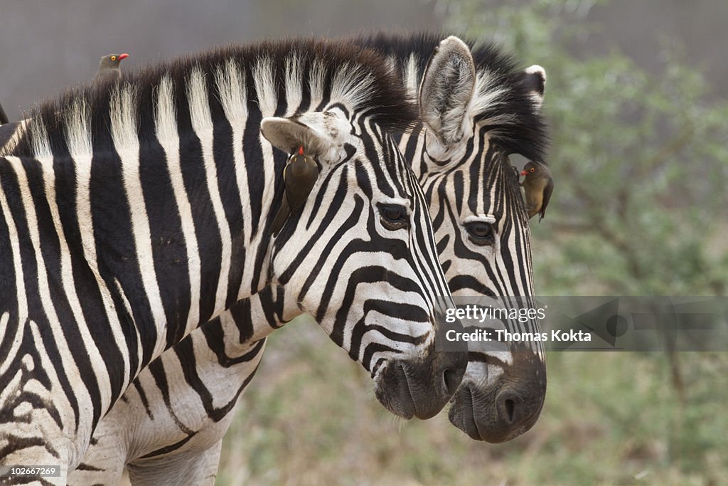 Pair of zebras, South Africa