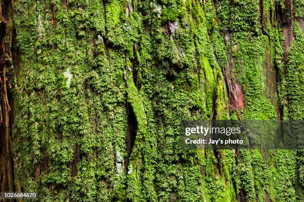 tree bark texture - moss stock-fotos und bilder