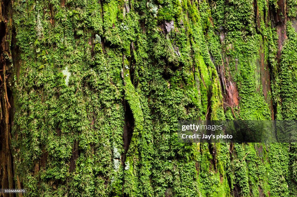 Tree bark texture