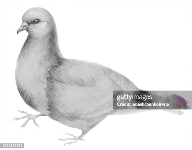 illustrazioni stock, clip art, cartoni animati e icone di tendenza di illustrazione d'arte alla moda di originale linea artistica disegno matita uccello colomba urbana - colomba disegno