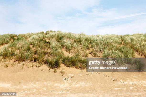 grassy dune - coastal feature stock pictures, royalty-free photos & images