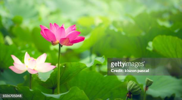 close up of a pink water lily or lotus flower in a pond , china - lotus flowers stock-fotos und bilder