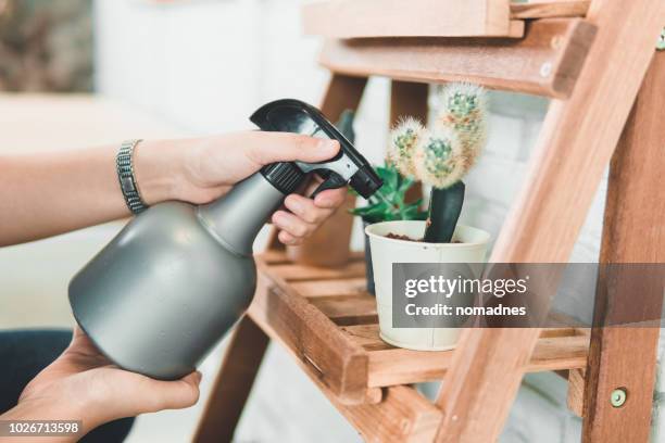 water the plants.hands holding foggy and spray cactus pot. - spray on hand stock pictures, royalty-free photos & images