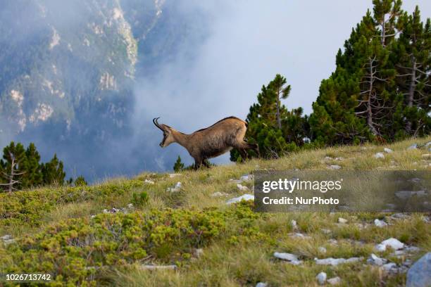 Wild goats Ricapra rupicapra balcanica above 2500m. High near Skourta peak in mount Olympus in Greece. Mount Olympus is the highest mountain in...