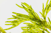 Microscopic view of green algae (Cladophora)