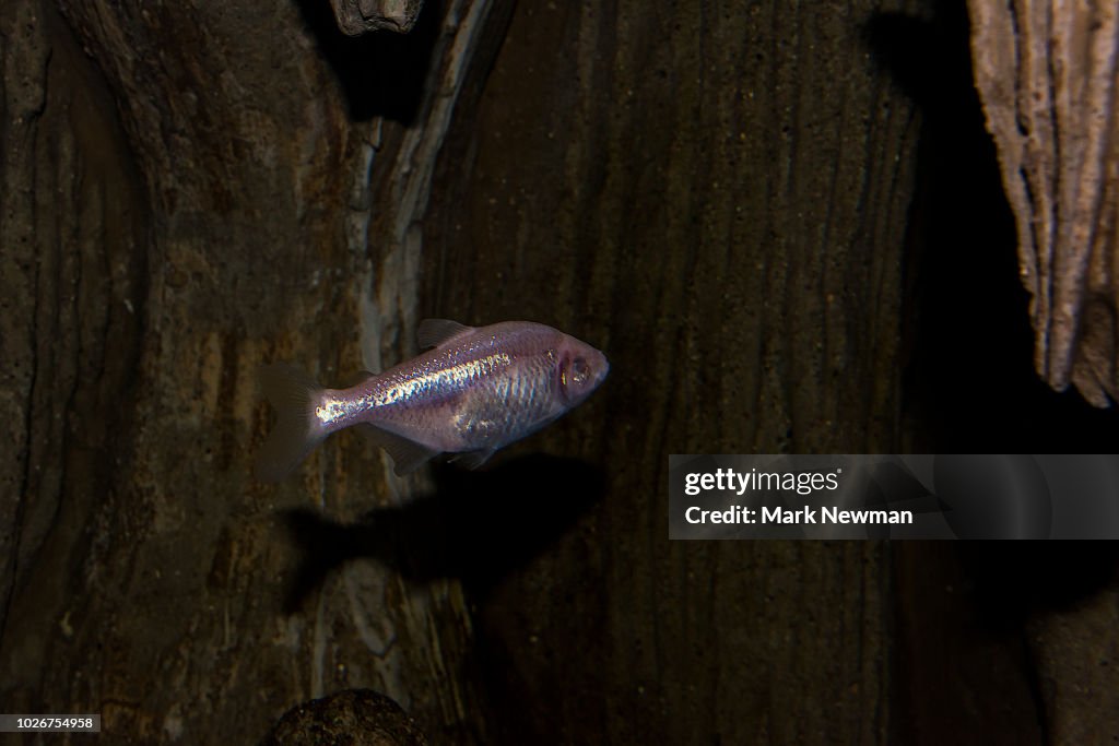 Blind Cave Fish