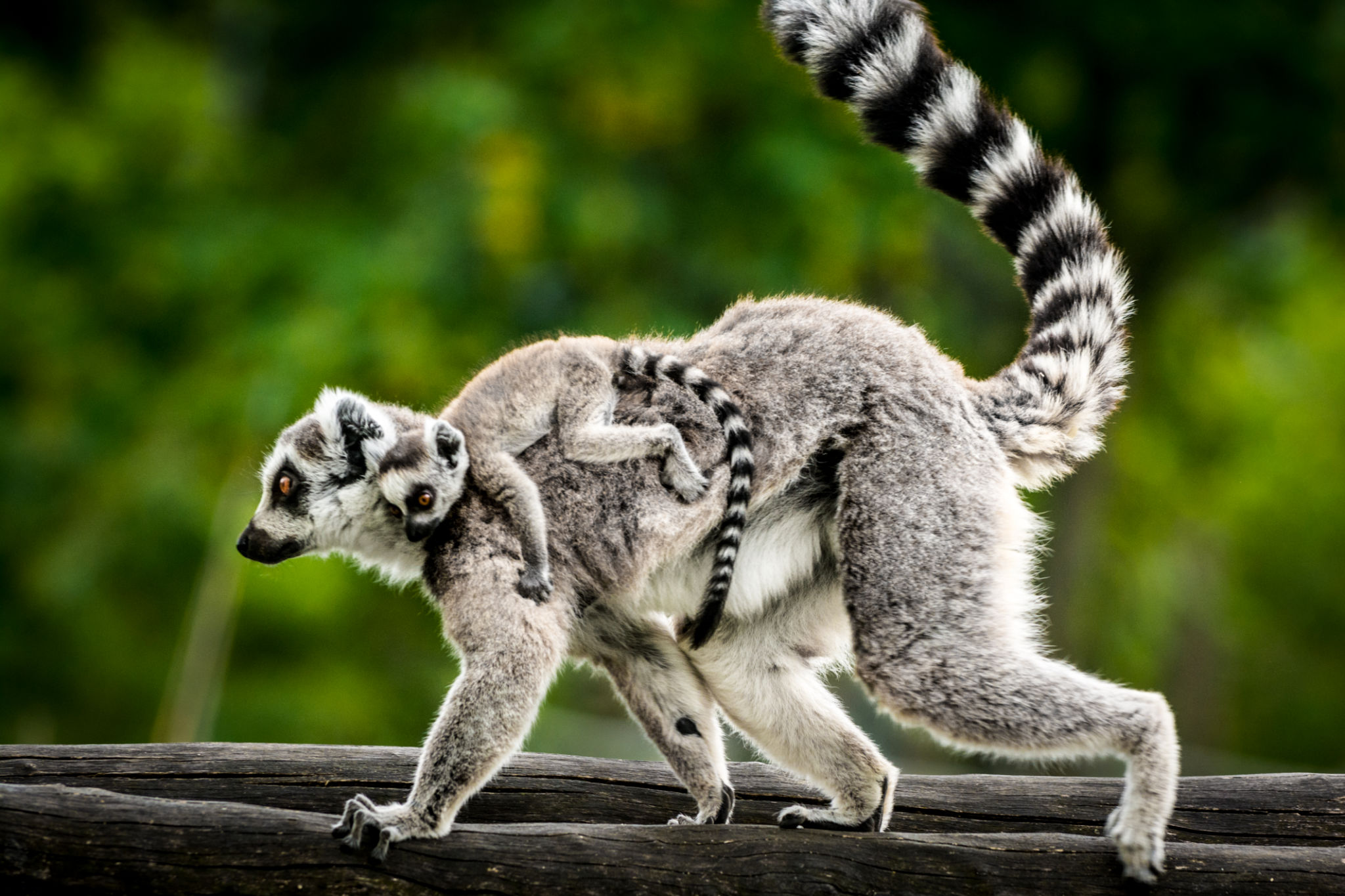 Lemur with baby Lemur with baby