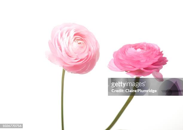 pastel - two pink ranunculus flowers - buttercup family stock pictures, royalty-free photos & images