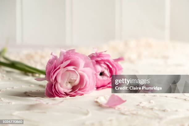 pastel styled stock image of pink ranunculus flowers on a lace covered table top with a white wooden background - legno rosa foto e immagini stock