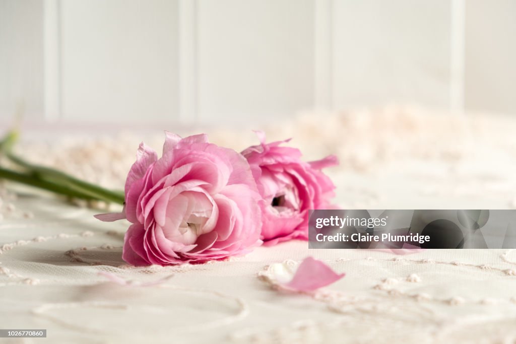 Pastel styled stock image of pink ranunculus flowers on a lace covered table top with a white wooden background