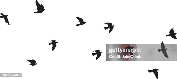 Pigeons Flying Silhouettes 1 Pigeons Flying Silhouettes 1