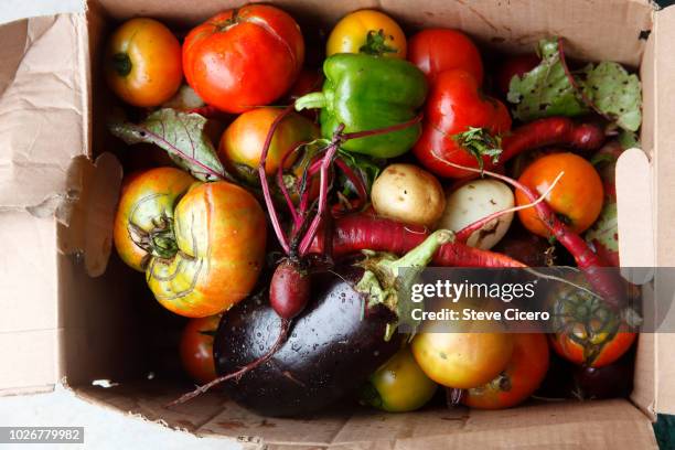 harvest of vegatables from garden - aubergine stock pictures, royalty-free photos & images