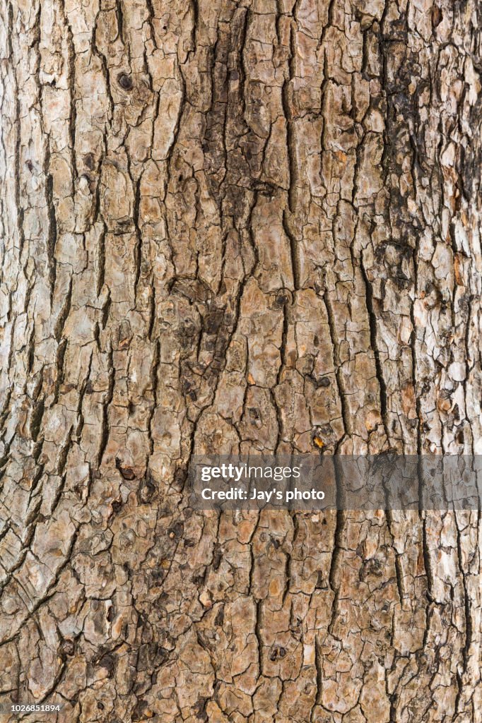 Tree bark texture