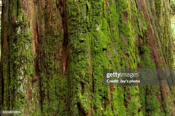 tree bark texture - tree trunk imagens e fotografias de stock