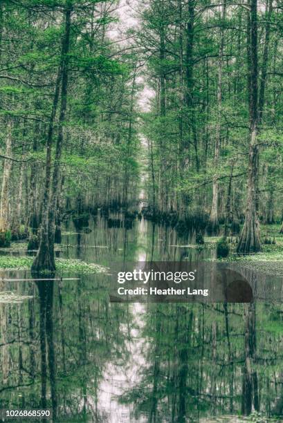 into the swamp - bayou stock-fotos und bilder