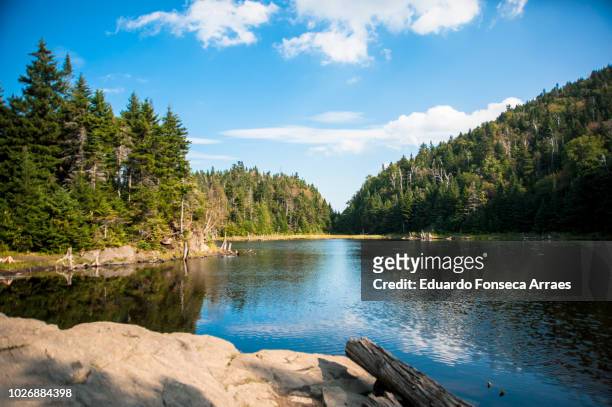coniferous forest and lake - quebec foto e immagini stock