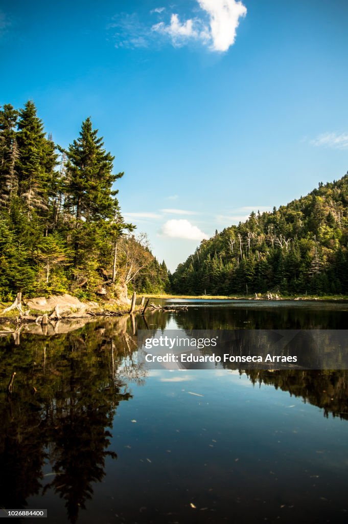 Coniferous Forest and Lake