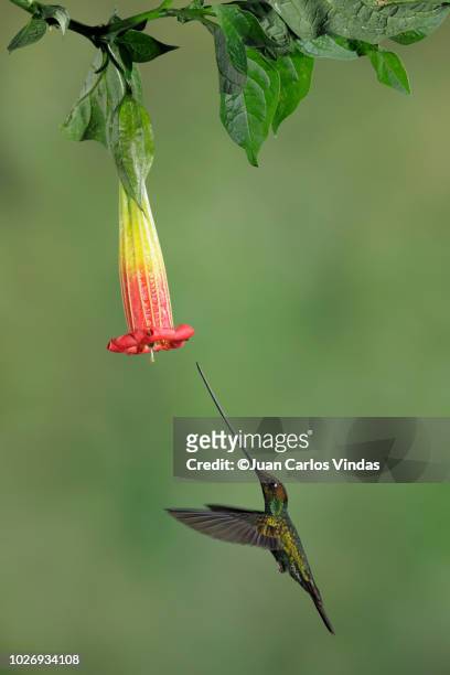 sword-billed hummingbird - colibrí de pico espada fotografías e imágenes de stock