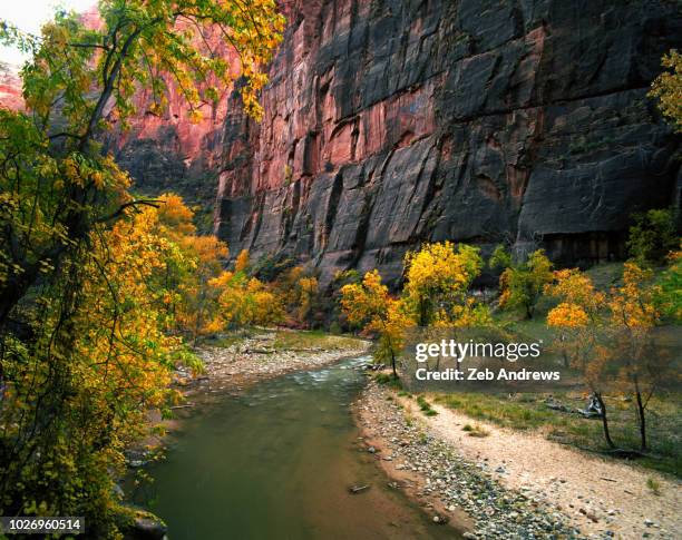 a bend in the virgin river in zion canyon - virgin river stockfoto's en -beelden