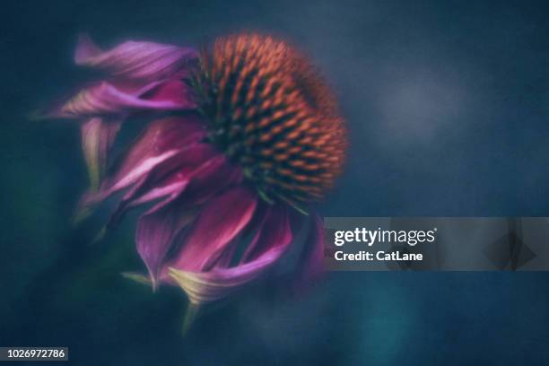 fading gerbera daisies - teal flowers stock pictures, royalty-free photos & images