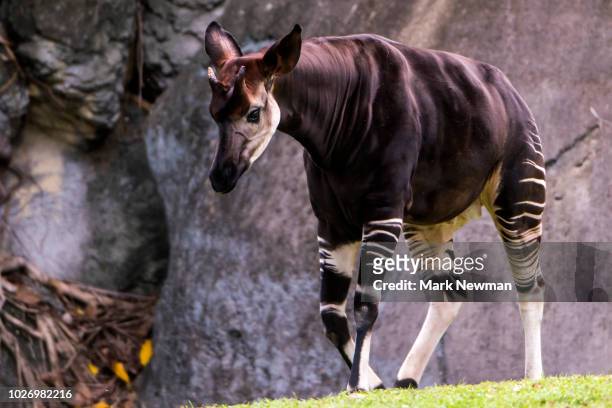 649 Okapi Photos and Premium High Res Pictures - Getty Images