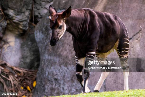 649 Okapi Photos and Premium High Res Pictures - Getty Images 649 Okapi Photos and Premium High Res Pictures - Getty Images