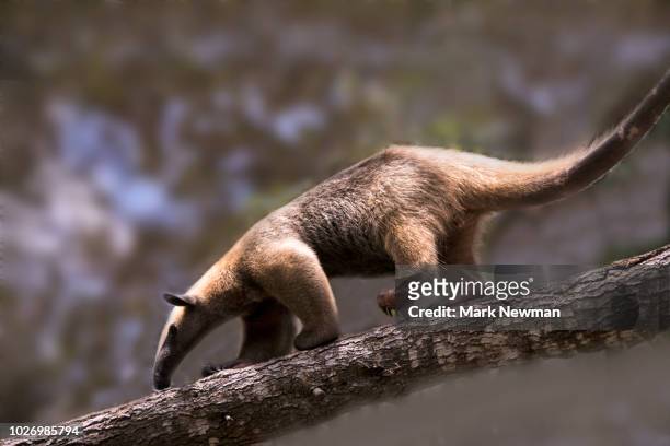 southern tamandua - anteater stock pictures, royalty-free photos & images