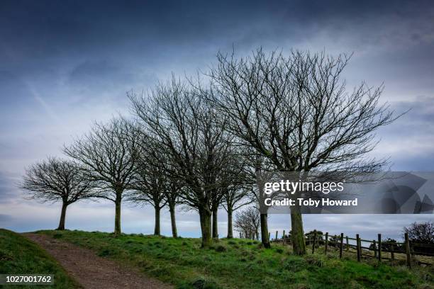 group of trees at werneth low - cheshire stock-fotos und bilder