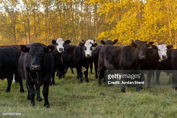 new zealand cattle in a paddock - new zealand cow foto e immagini stock