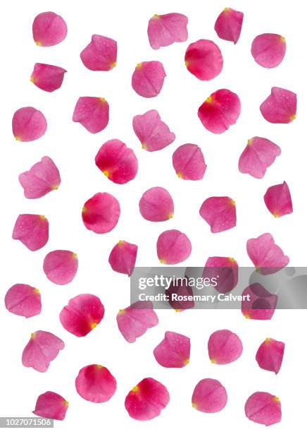 scattered pink rose petals in full frame design. - rose petals stock-fotos und bilder