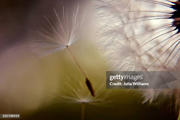 dandelion seeds - fayetteville arkansas stockfoto's en -beelden