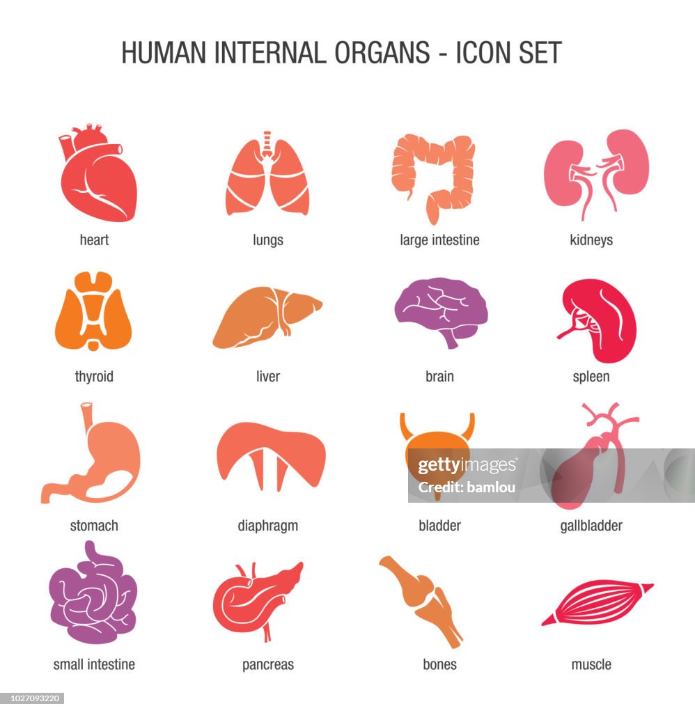 Menschliche innere Organe-Icon-Set