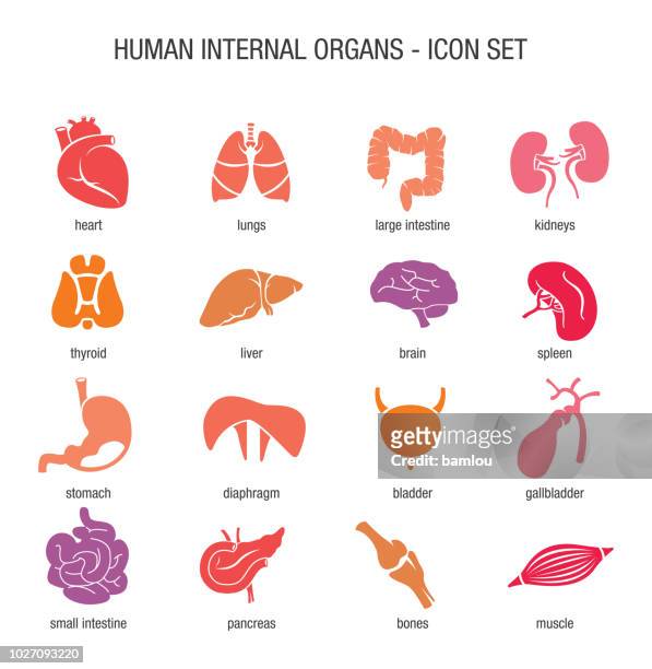 illustrazioni stock, clip art, cartoni animati e icone di tendenza di set di icone organi interni umani - parte del corpo umano