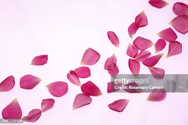 scattered fragrant pink rose petals, rosa gertrude jekyll. - blütenblatt stock-fotos und bilder