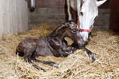 Foal birth in the horse stable