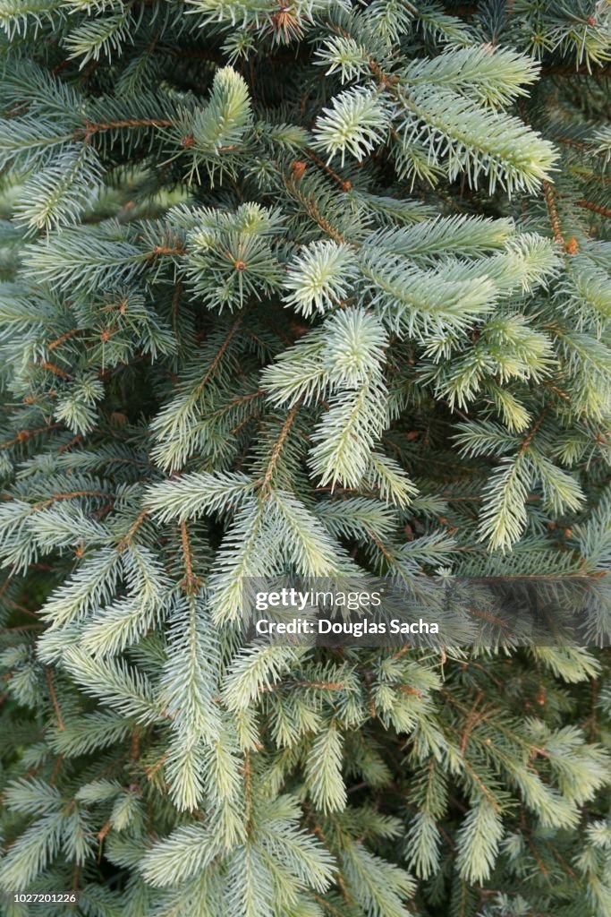 Full frame of a Evergreen tree