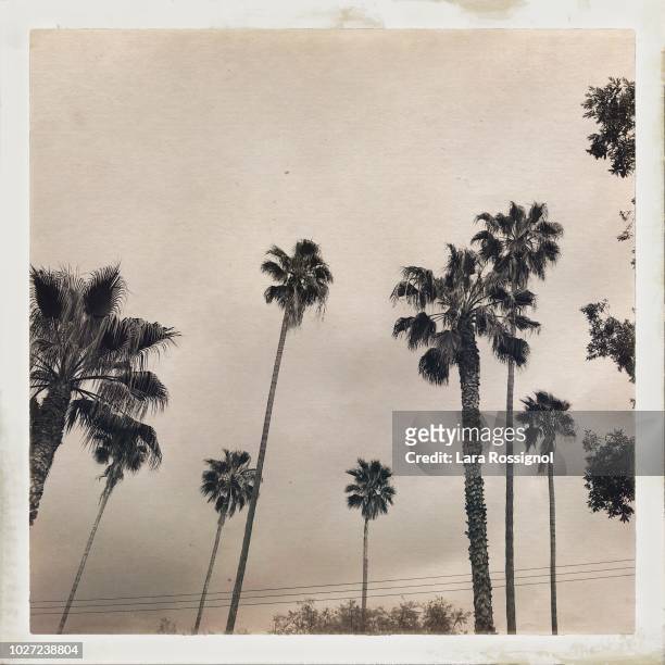 palm trees in the city - sepiakleurig stockfoto's en -beelden
