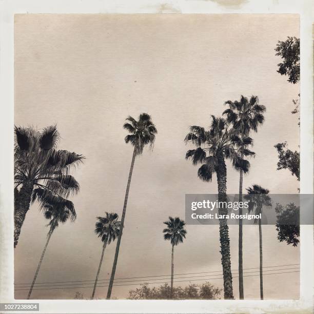 palm trees in the city - la palm trees stock pictures, royalty-free photos & images