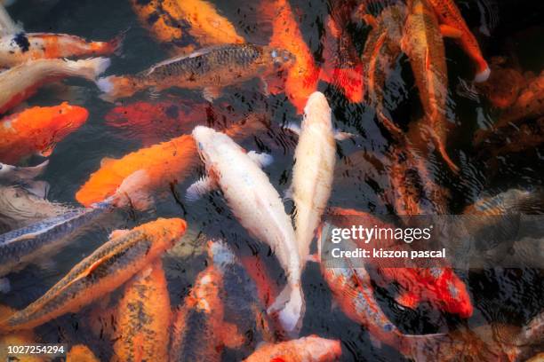 beautiful colored koi carps swimming in the pond - koi carp stock pictures, royalty-free photos & images