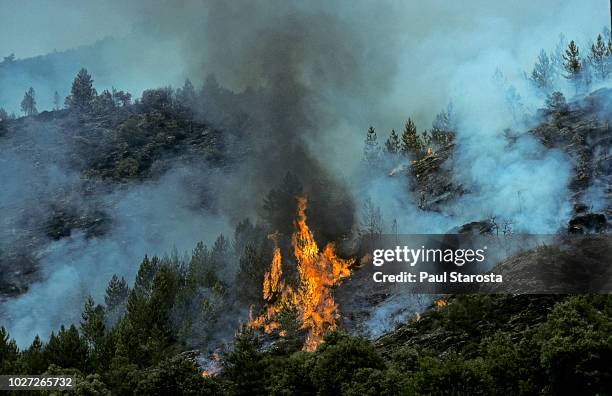 forest fire, cevennes, france - forest fire stockfoto's en -beelden