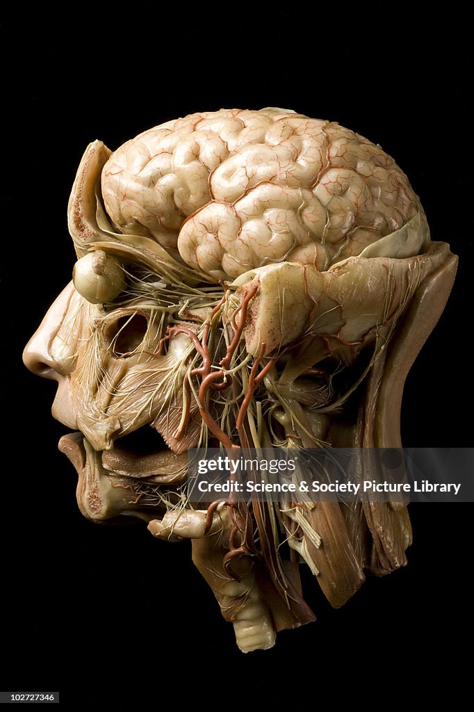 Wax anatomical model of a human head, Europe, 1800s.