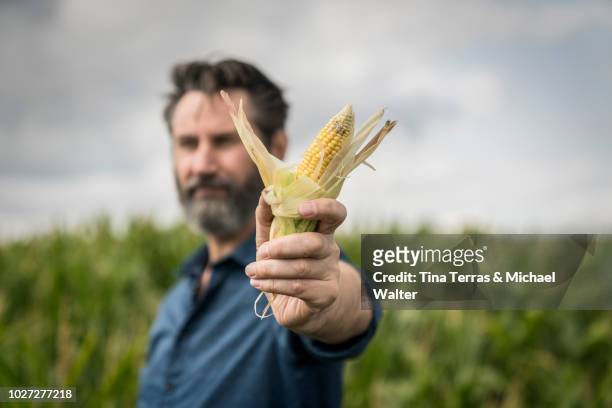 corn cob in the hand of the farmer - corn on the cob - fotografias e filmes do acervo