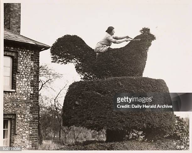 Woman trimming a topiary chicken, 9 March 1933. Mrs Ide at work on the huge chicken which takes three hours to trim.